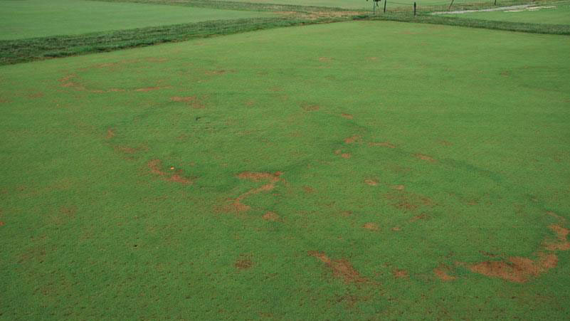 Fairy Ring Type 1.1