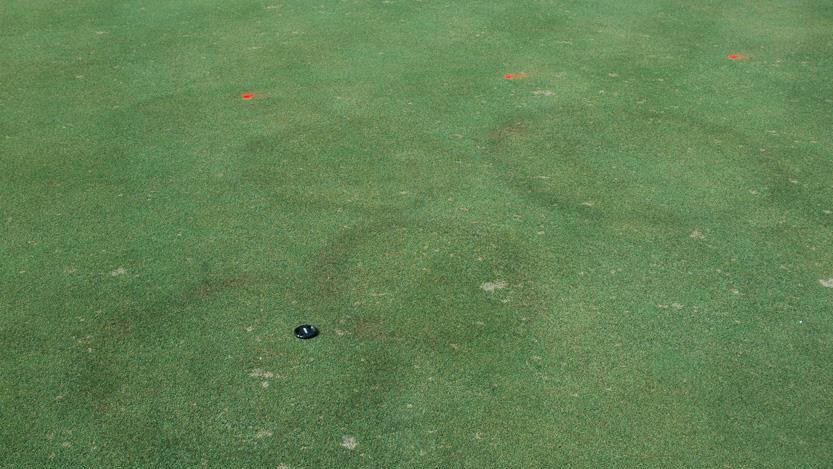 Fairy Ring Type 2.1