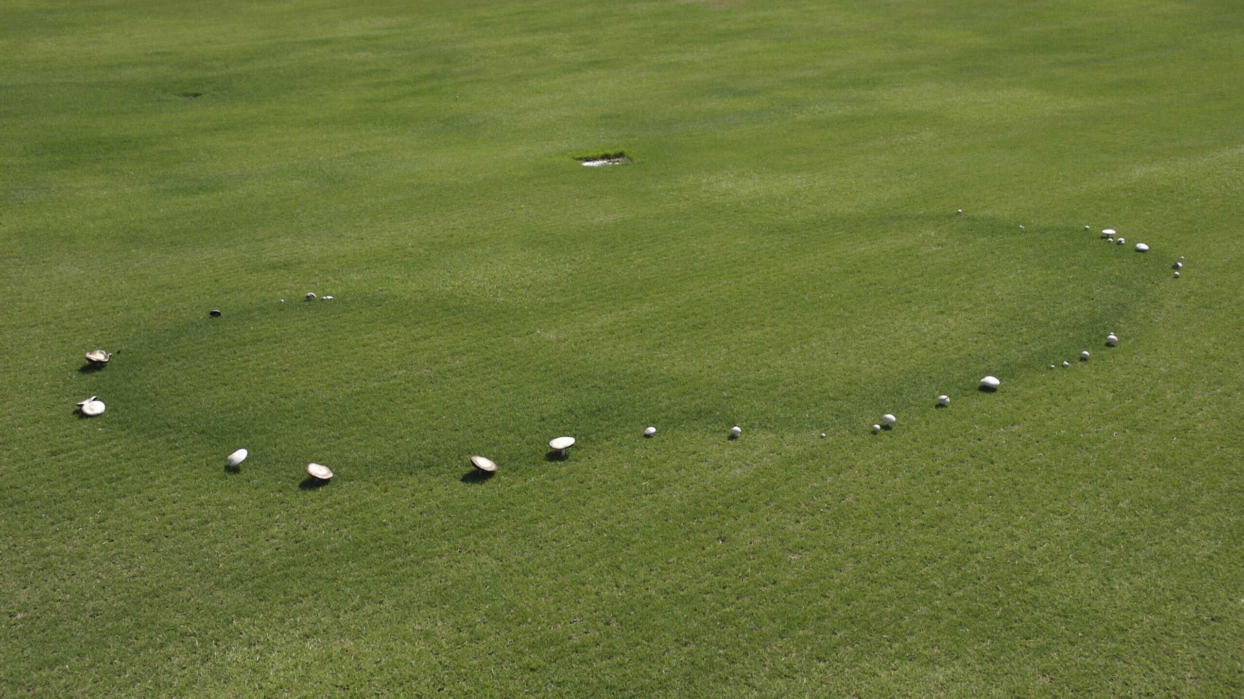 Fairy Ring Type 3.1