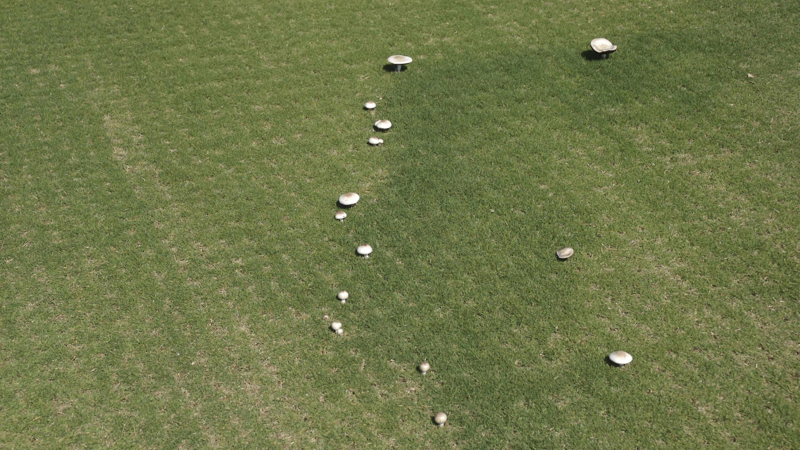 Fairy Ring Type 3.2