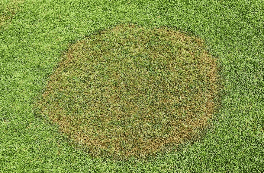 Smoke Ring Penn State