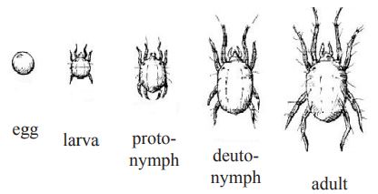 Spider Mite Life Stages