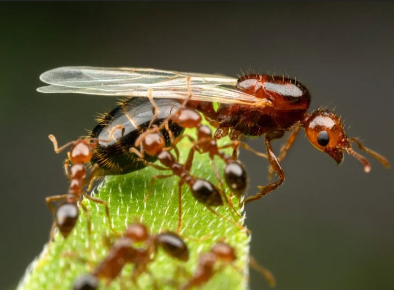 Fire Ant Queen