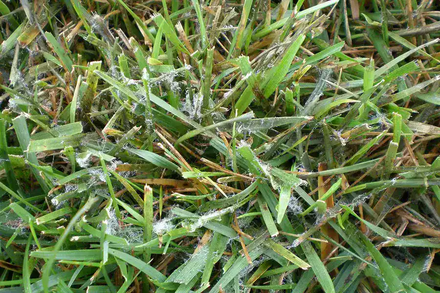 Mycelium Penn State